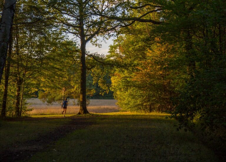 Paysage de la forêt d'Orléans