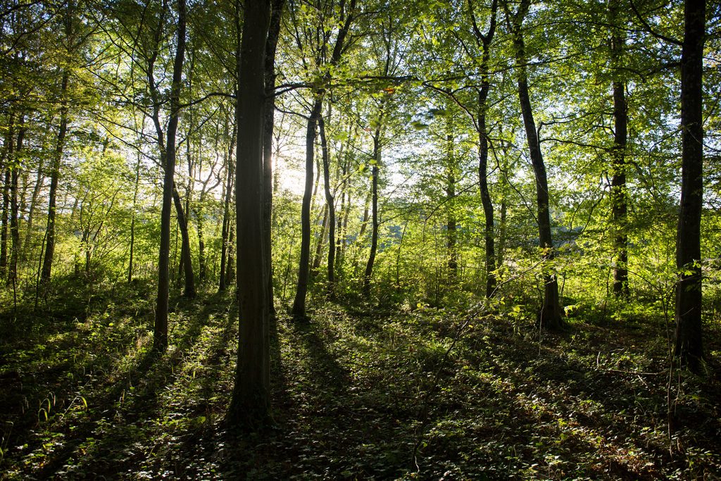 Paysage de la forêt d'Orléans